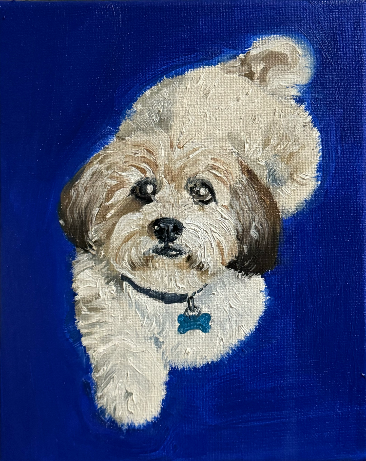 Pet Portraits