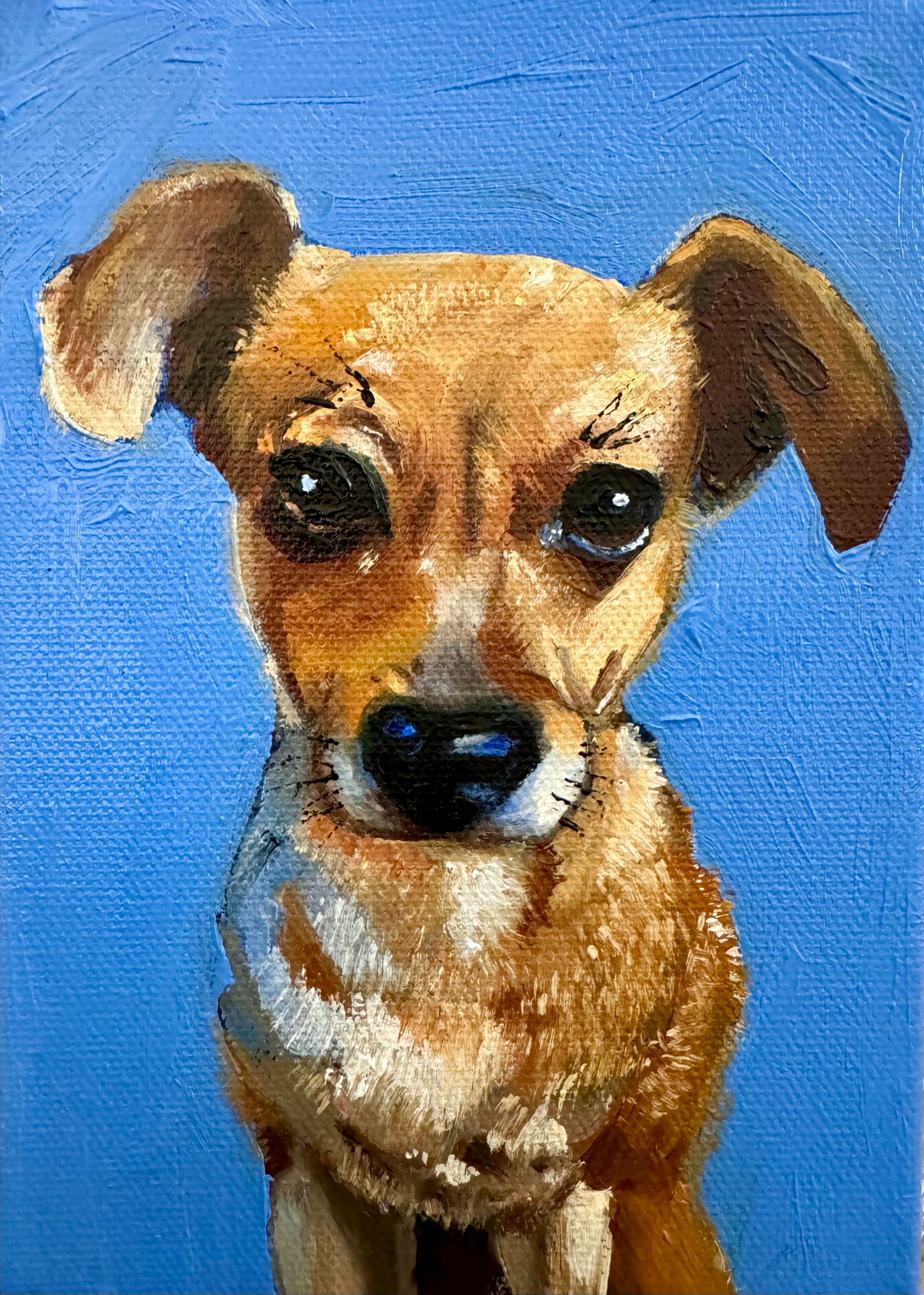 Pet Portraits