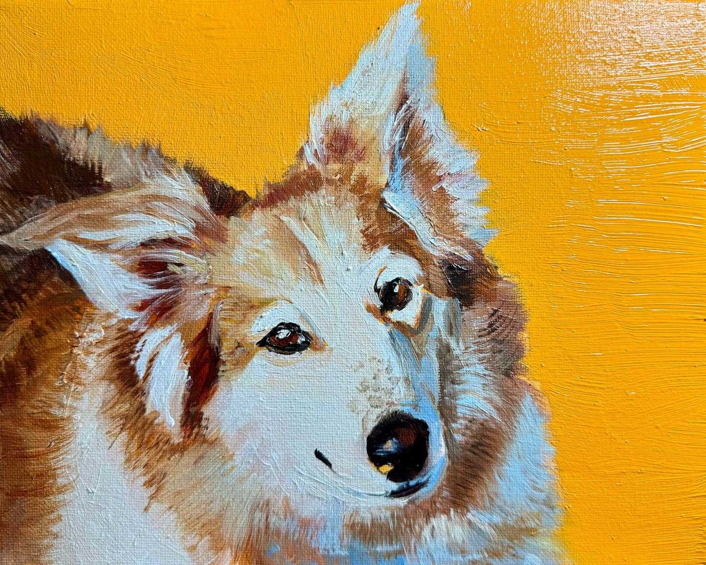 Pet Portraits