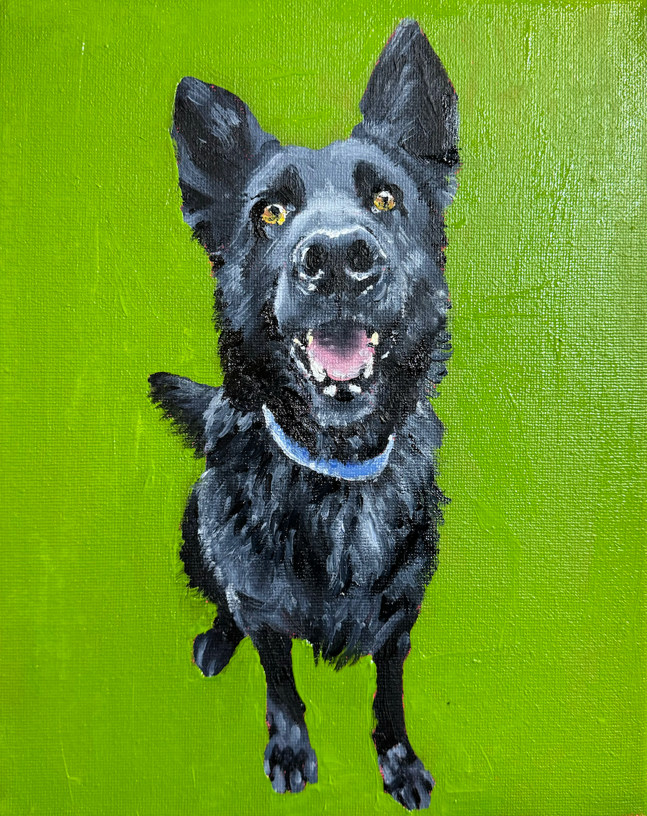 Pet Portraits