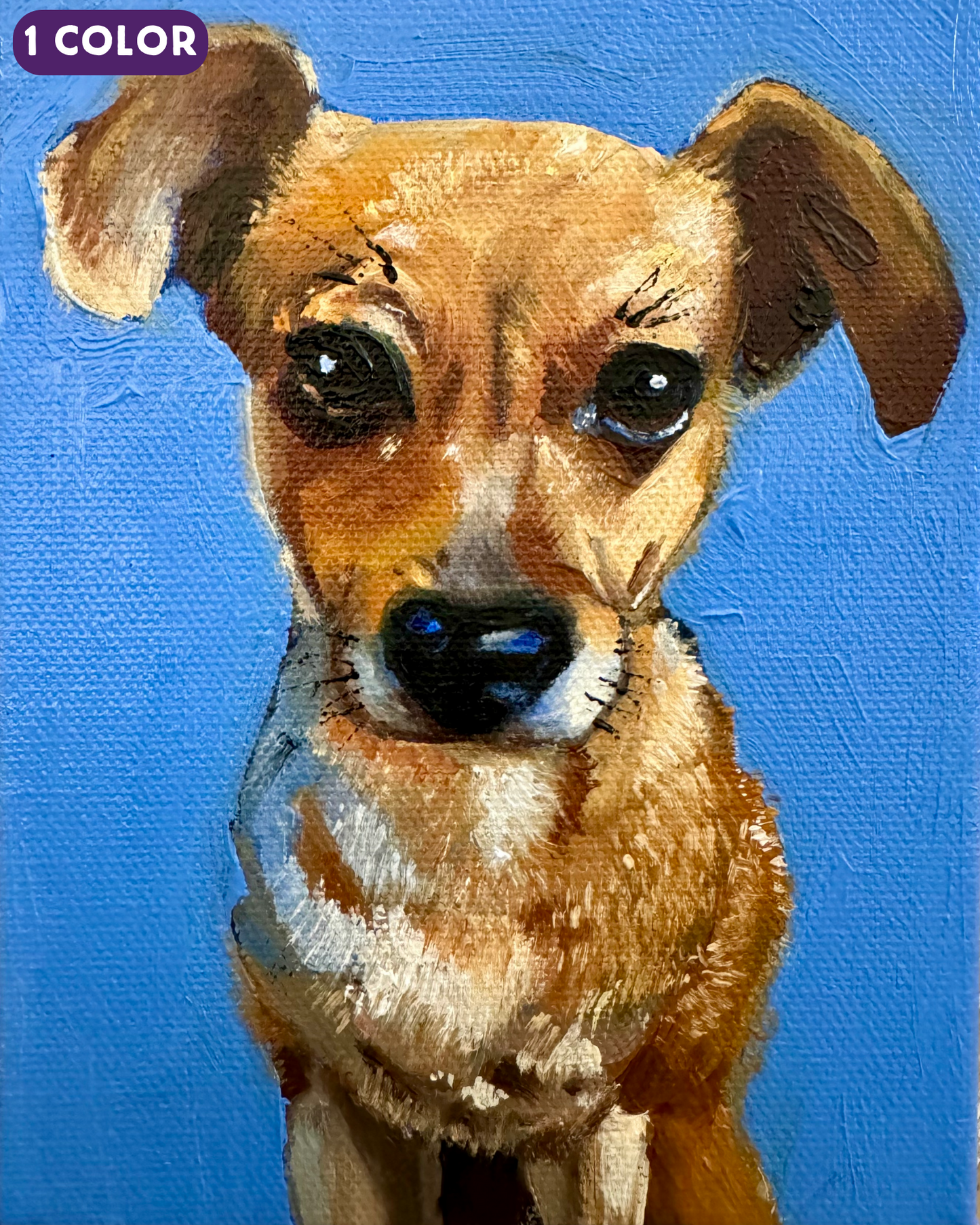 Pet Portraits