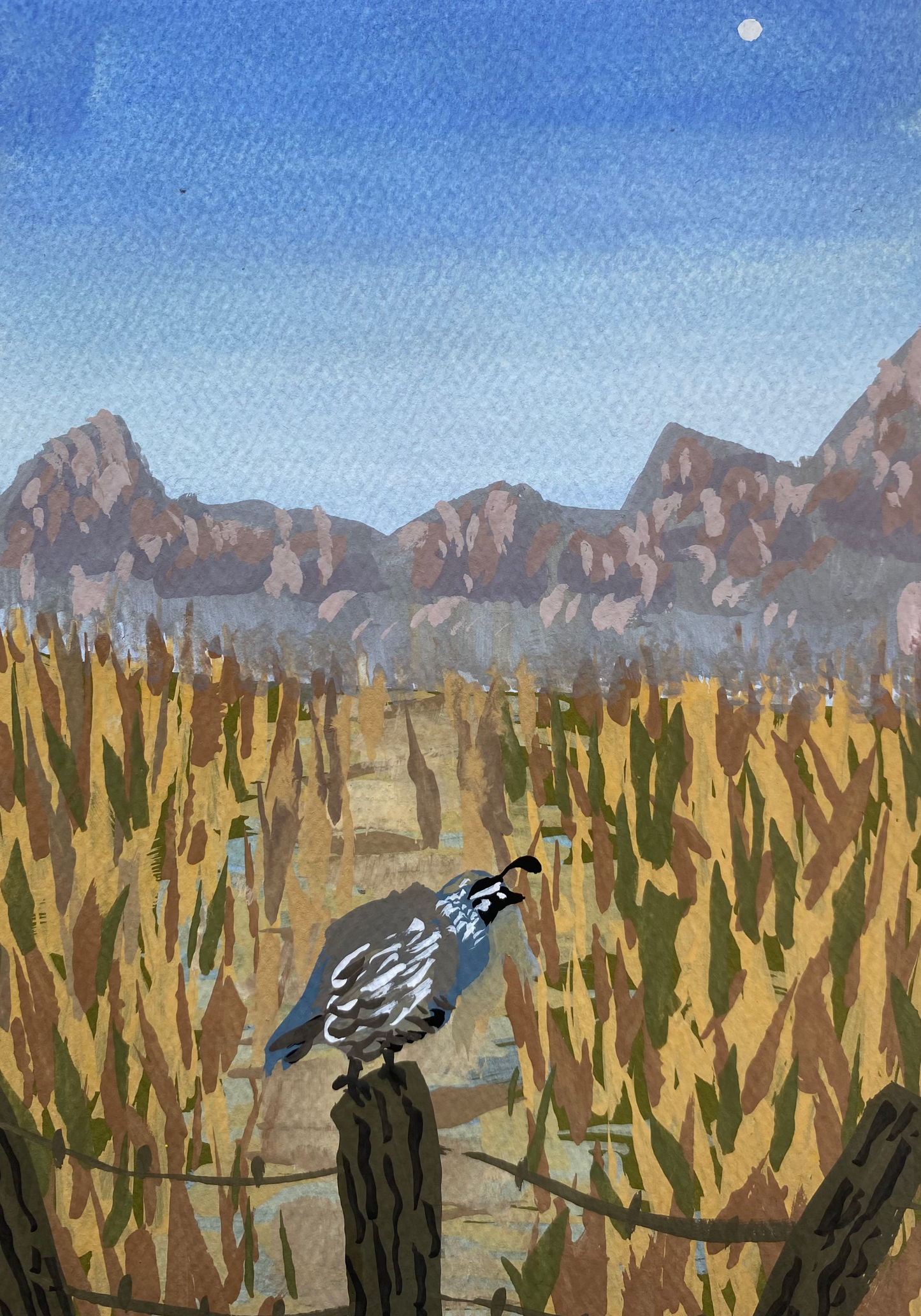 California Quail Greeting Cards (Pack of 10)