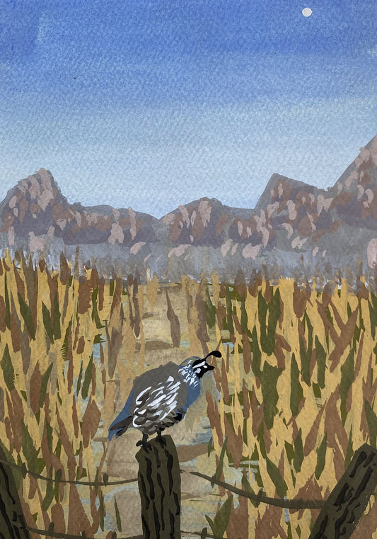 California Quail Art Print